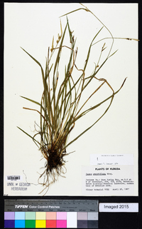 Carex crebriflora image