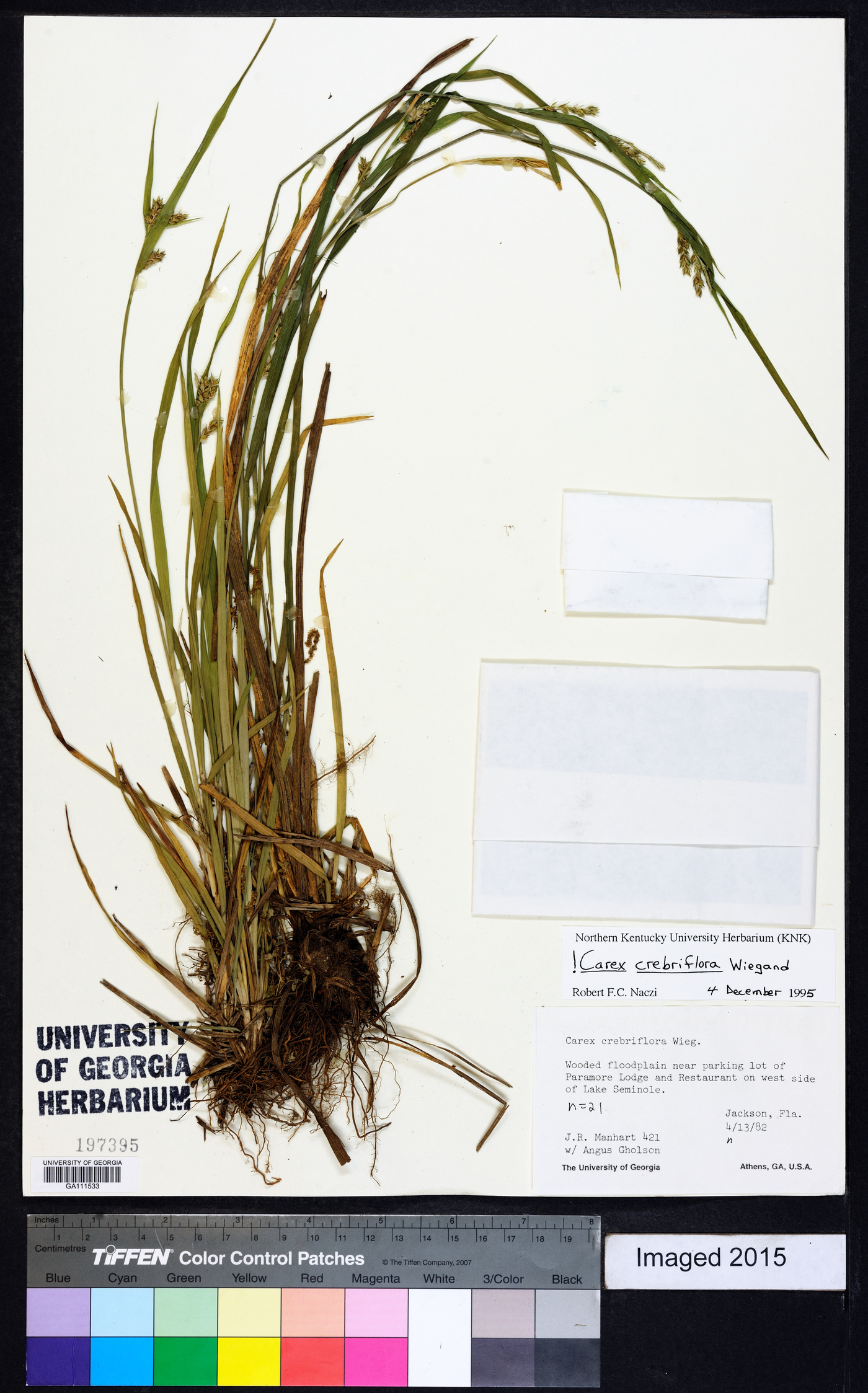 Carex crebriflora image