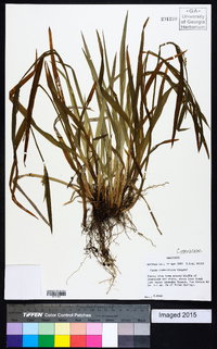 Carex crebriflora image