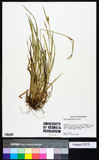 Carex crebriflora image