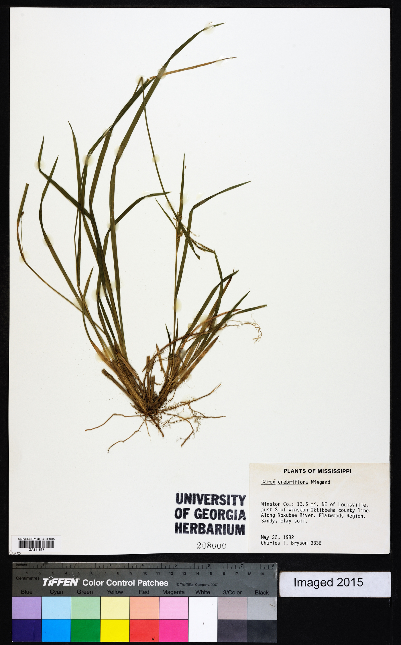 Carex crebriflora image