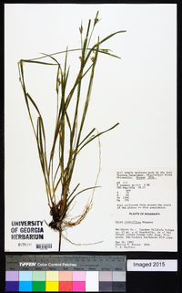 Carex crebriflora image