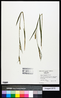 Carex crebriflora image