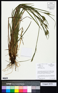 Carex crebriflora image