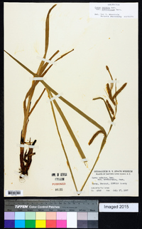 Carex crinita var. brevicrinis image