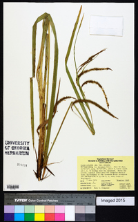 Carex crinita var. crinita image