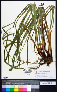 Carex crinita var. crinita image