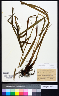 Carex crinita var. crinita image