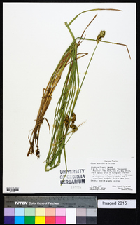 Carex cristatella image