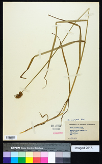 Carex cristatella image