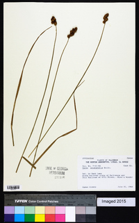 Carex cristatella image