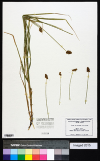 Carex cristatella image