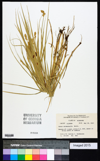 Carex cristatella image