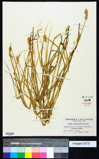 Carex cristatella image