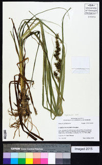 Carex crus-corvi image