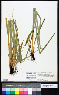 Carex crus-corvi image