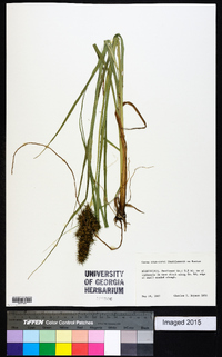 Carex crus-corvi image