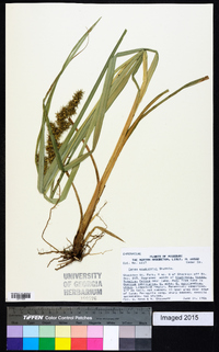 Carex crus-corvi image