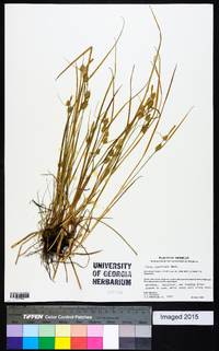 Carex cryptolepis image