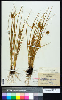 Carex cryptolepis image