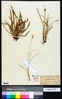 Carex dasycarpa image