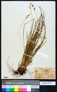 Carex dasycarpa image