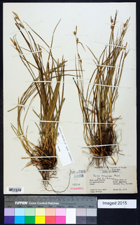 Carex dasycarpa image