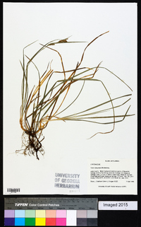 Carex dasycarpa image