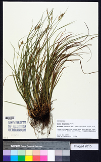 Carex dasycarpa image