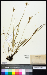 Carex dasycarpa image