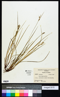 Carex dasycarpa image