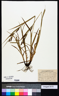 Carex davisii image