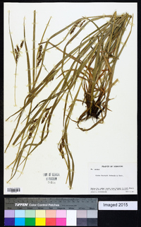 Carex davisii image