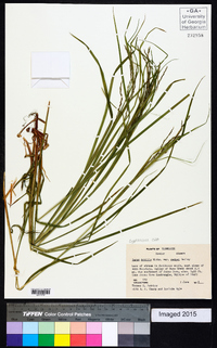 Carex debilis var. rudgei image