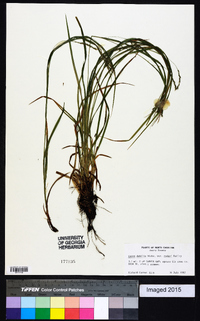 Carex debilis var. rudgei image