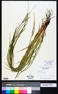 Carex debilis var. rudgei image