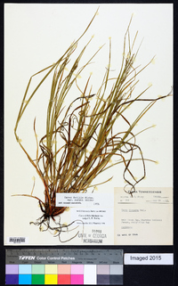 Carex debilis var. rudgei image