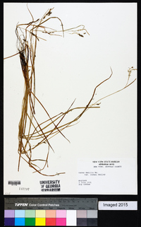 Carex debilis var. rudgei image