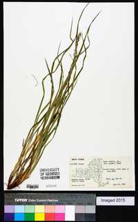 Carex debilis var. rudgei image