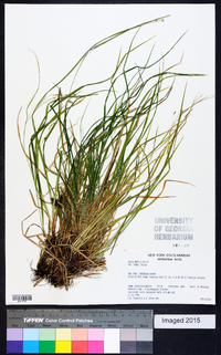 Carex debilis var. rudgei image