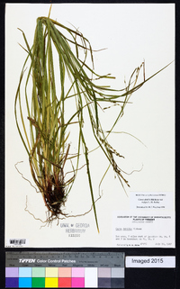 Carex debilis var. rudgei image