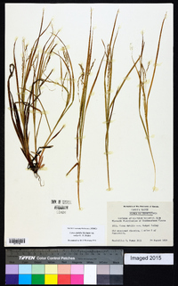 Carex debilis var. rudgei image