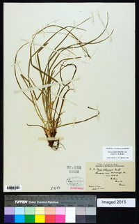 Carex debilis var. rudgei image