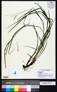 Carex debilis var. debilis image