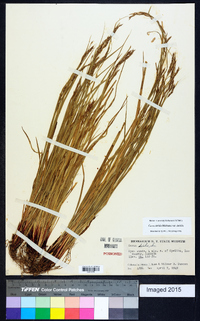 Carex debilis var. debilis image