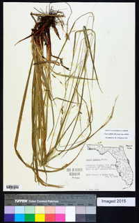 Carex debilis var. debilis image
