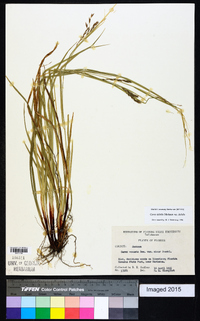 Carex debilis var. debilis image