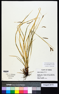 Carex debilis var. debilis image