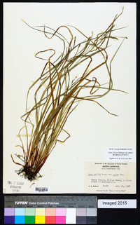 Carex debilis var. debilis image