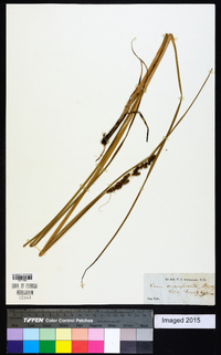 Carex decomposita image